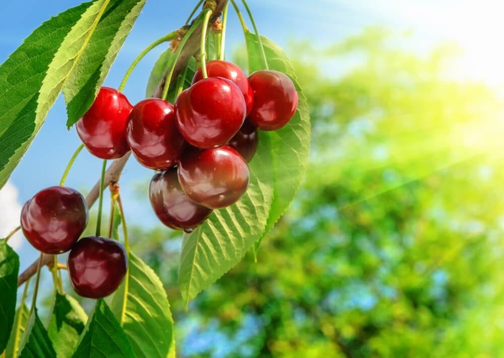 Sweet summer cherries growing on the tree and nearing their harvest date.