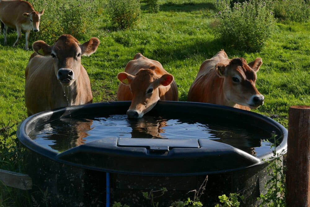 Thirsty Jersey cows getting a drink from a trough.