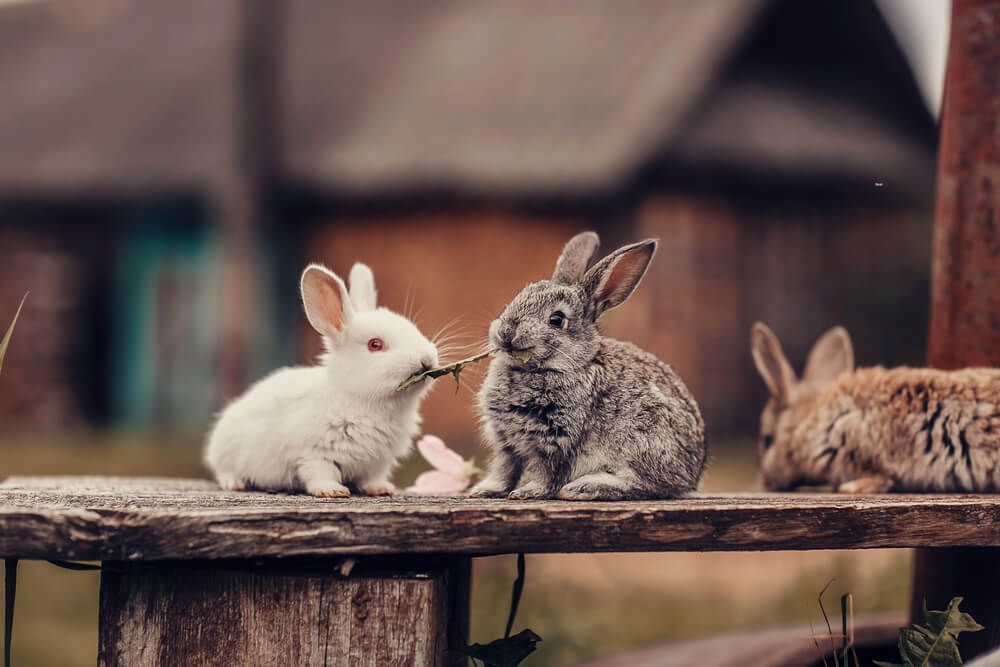 Three adorable rabbits sitting on a bench munching on grass.