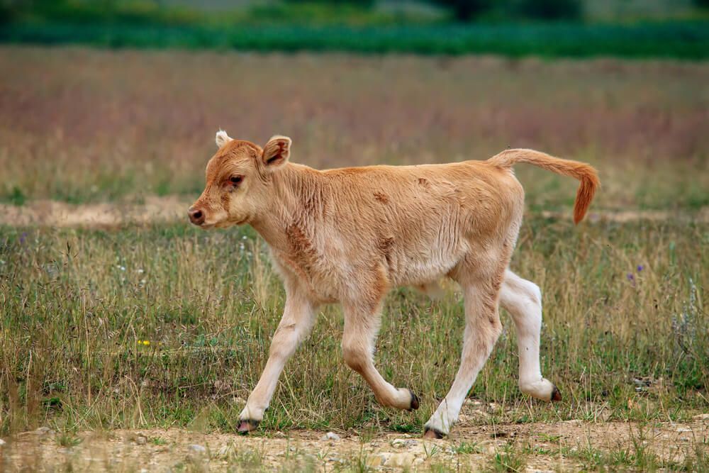 Tiny Jersey cow prancing in a field and grazing for yummy forage.