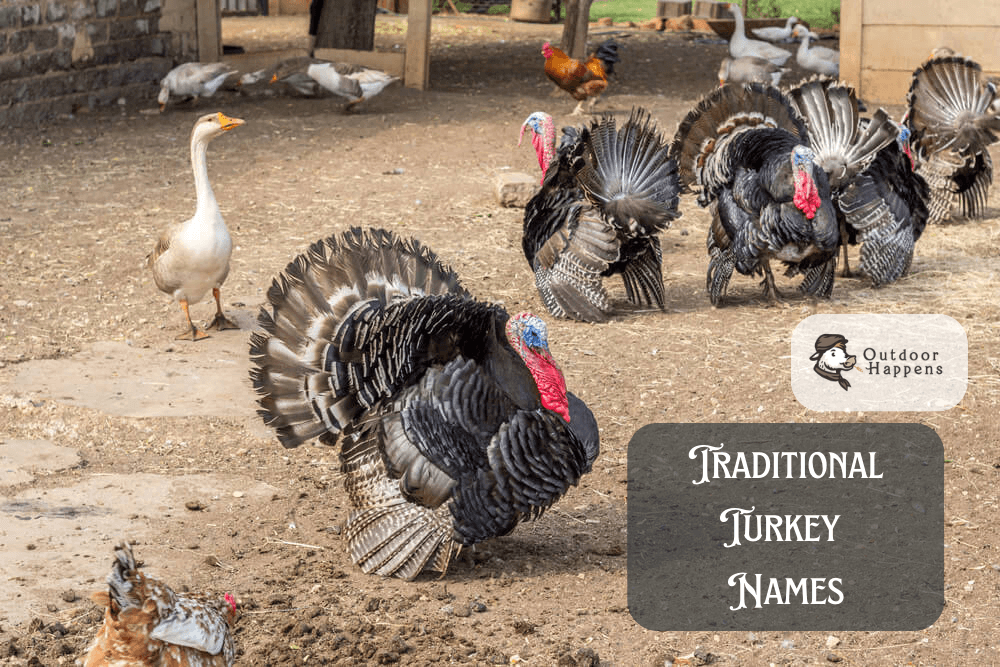 Traditional turkey names.