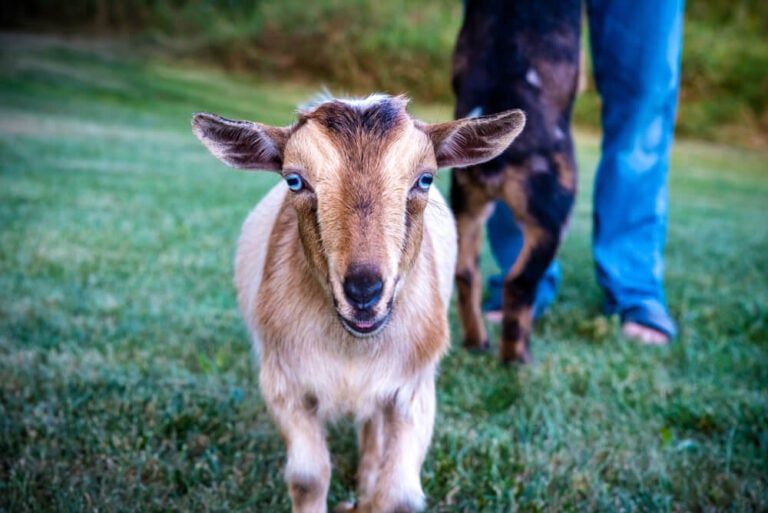 All About Nigerian Dwarf Goats And 7 Reasons To Raise Them