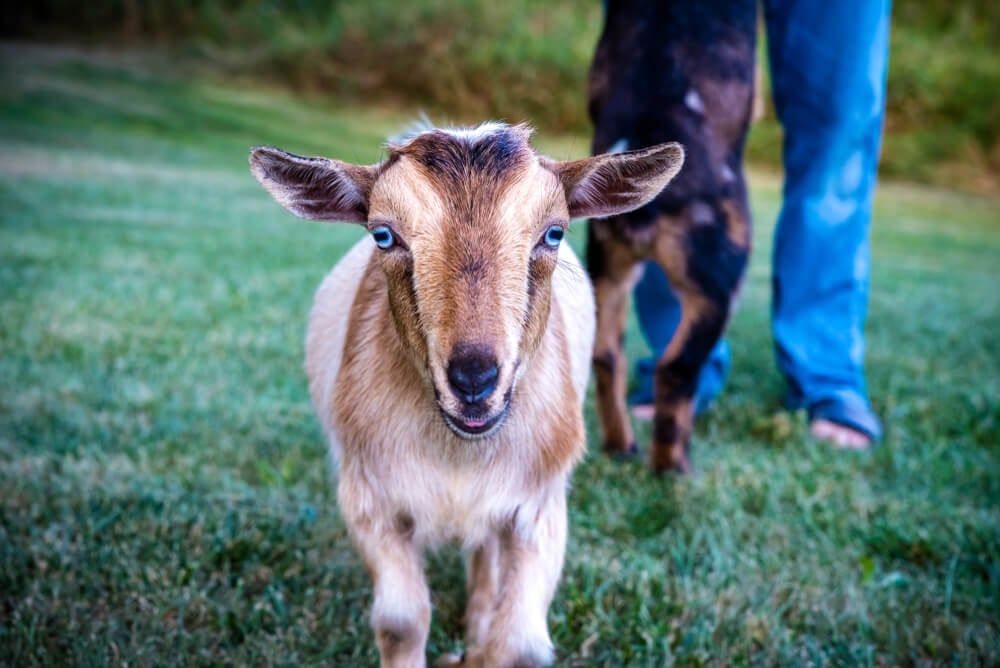 Two adorable Nigerian Dwarf Goats exploring on a grassy lawn.