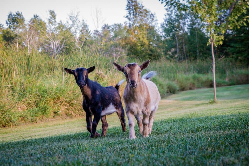 Two adorable Nigerian Dwarf Goats joyfully playing on grass.