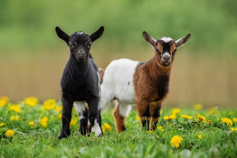 Two little baby Nigerian Dwarf Goats in summer.