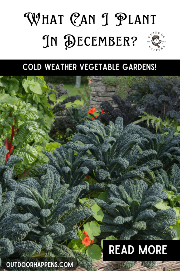 Vegetable growing guide for December. Cold weather crops!