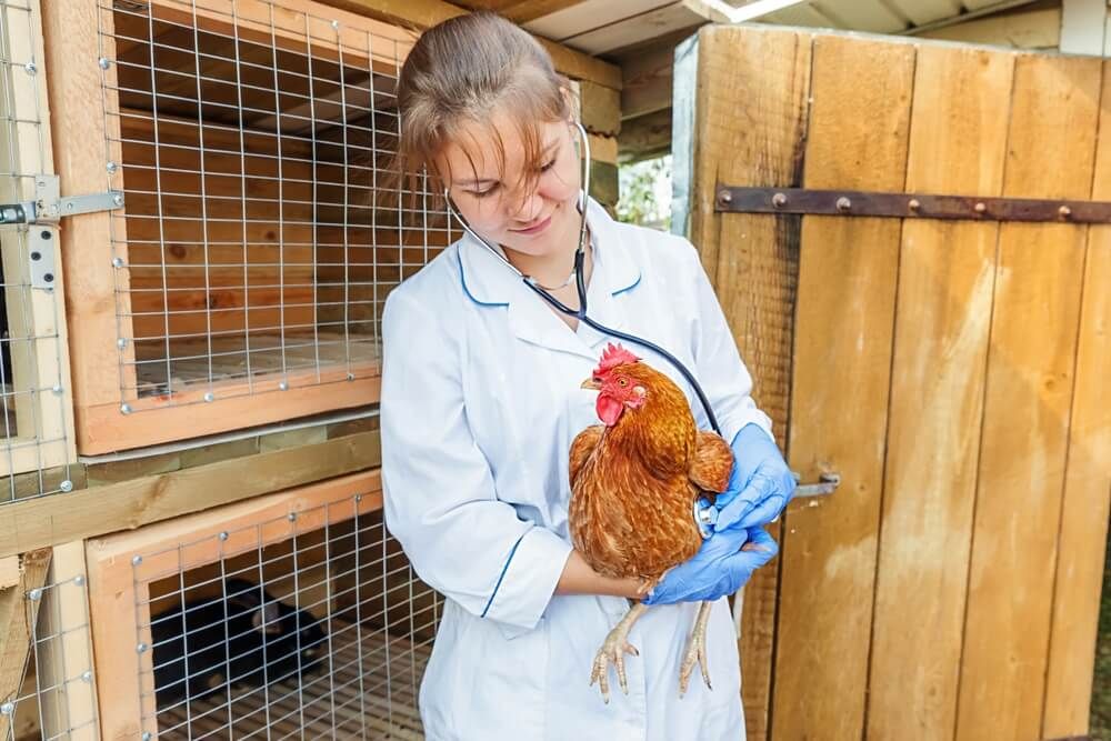 Veterinarian with stethoscope examining a ranch chicken.