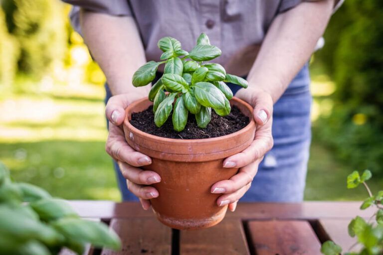 How To Grow Basil In Pots For Indoor Or Outdoor Harvests
