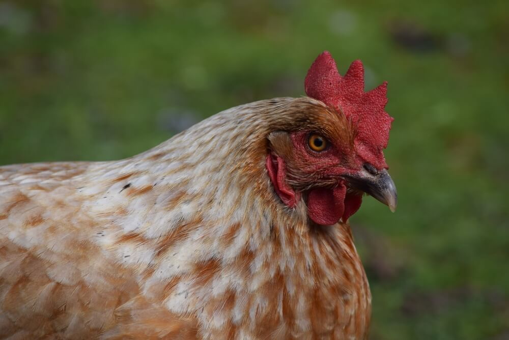 A close up portrait depicting a lovely Hyline Brown chicken.