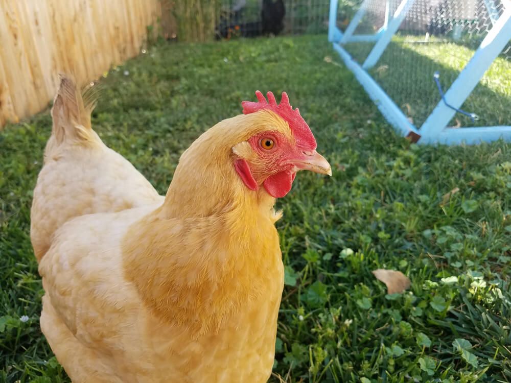 A lovely Buff Orpington chicken exploring in the backyard.
