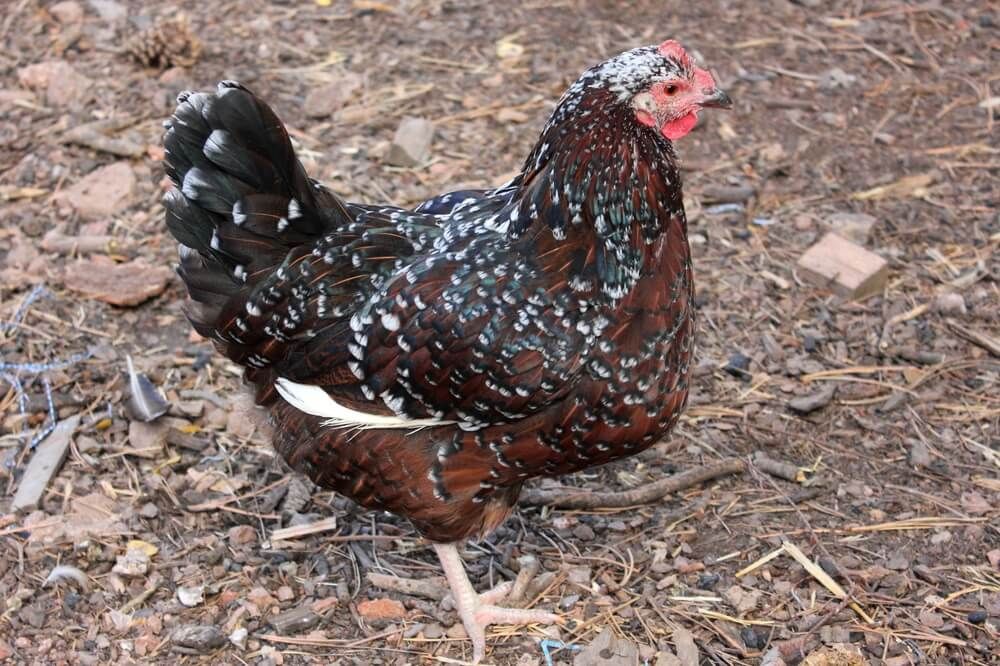 A lovely Speckled Sussex hen exploring mulch in the backyard.