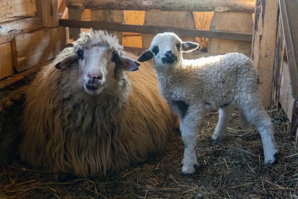 A sheep and lamb relaxing in a rustic and cozy stable.