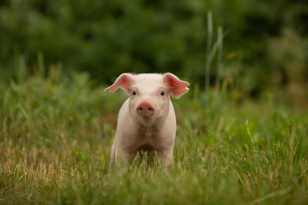 An adorable and happy pig exploring a green meadow.