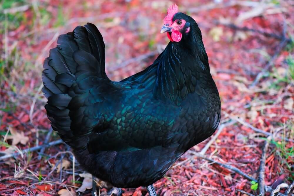 Beautiful Australorp chicken foraging in the fallen autumn leaves.