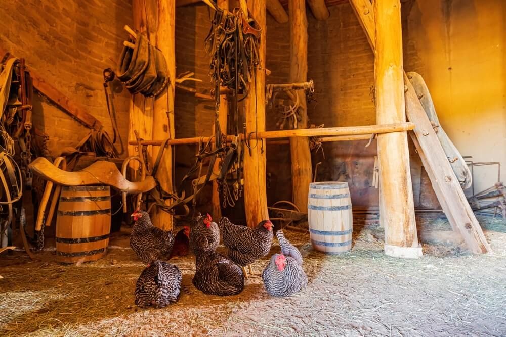 Beautiful Dominique chicken relaxing in a magnificent wooden barn.