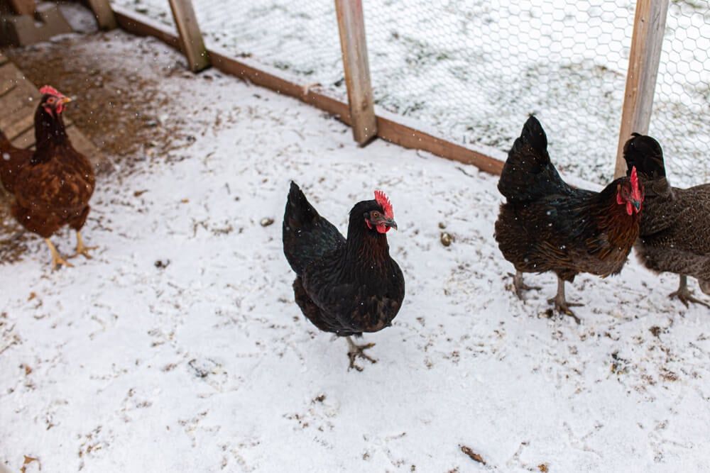 Black Star chickens exploring the snowy backyard.