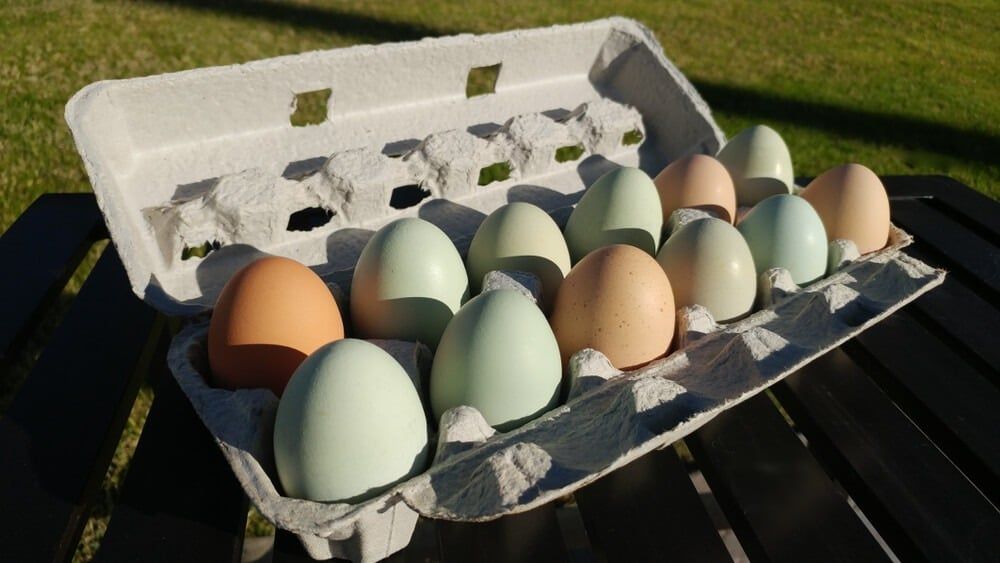 Carton stuffed with beautiful blue and green eggs from an Ameraucana chicken.