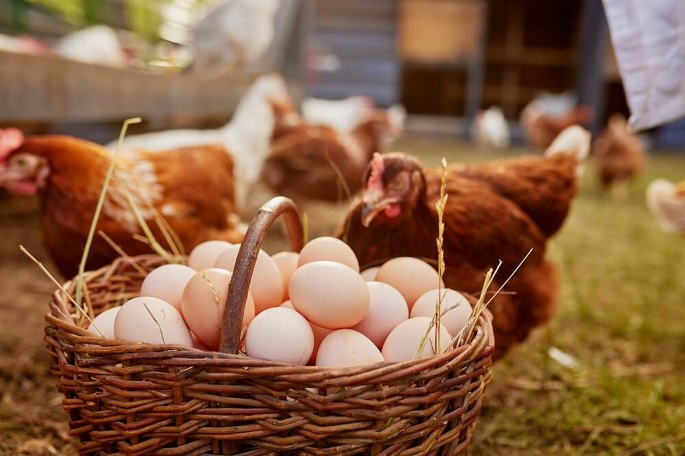 Egg basket with many backyard chickens grazing and foraging in the grass.