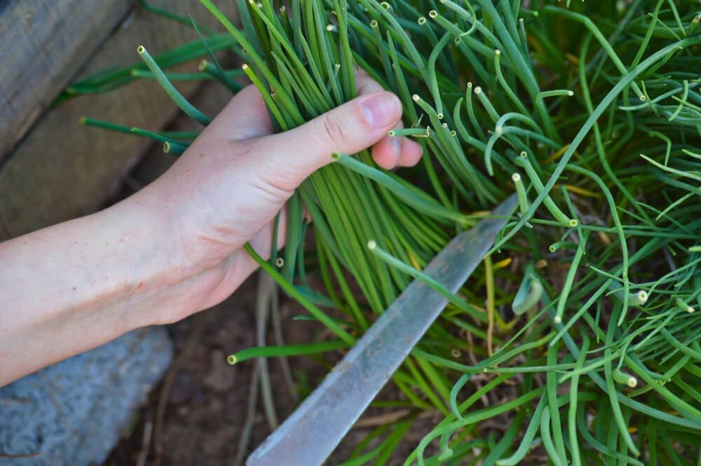Harvesting bunches of chives from the backyard garden.