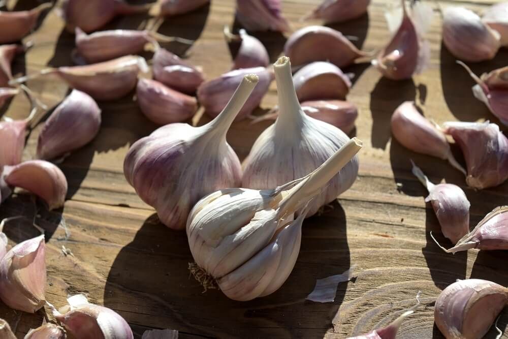 Large winter garlic cloves harvested and resting on the wooden table.