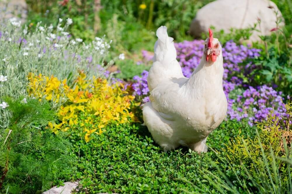 Leghorn hen exploring a beautiful flower garden.