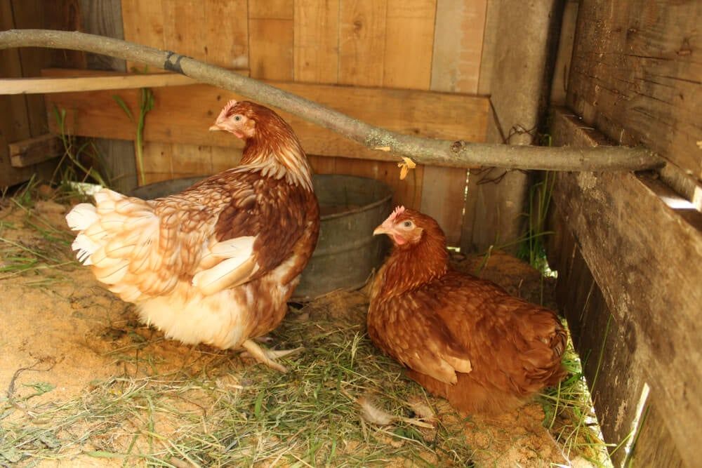 Lohmann Brown chickens lounging and looking around their rustic coop.