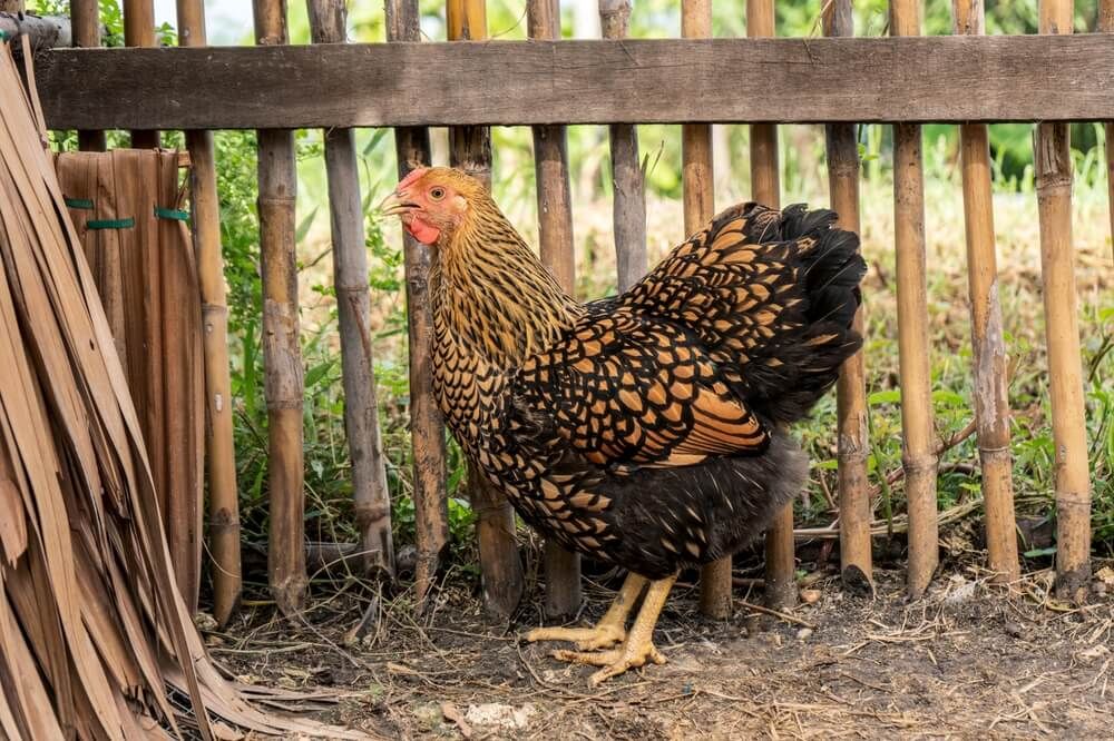 Lovely Golden-Laced Wyandotte hen exploring the backyard.