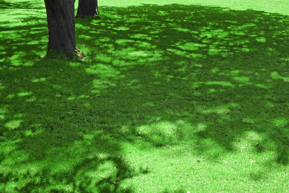 Lovely green grass growing in the shade.