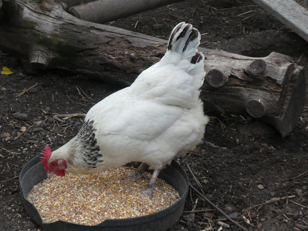 Lovely White Sussex hen eating seeds from a large metal bowl.