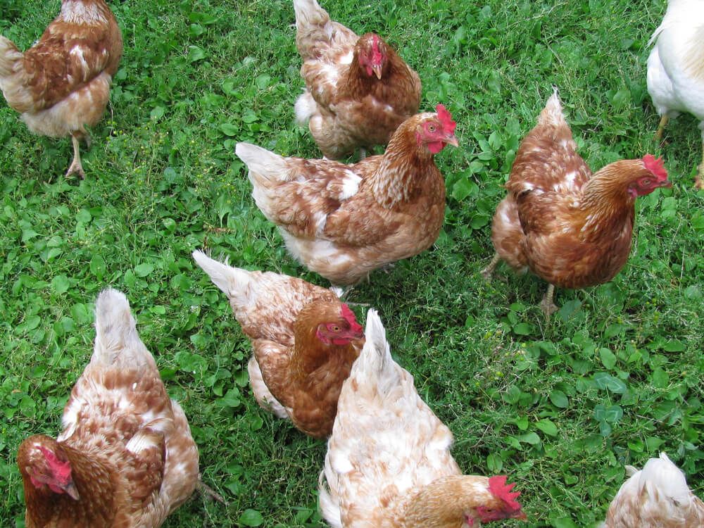 Many ISA Brown hens foraging in green grass and clover.