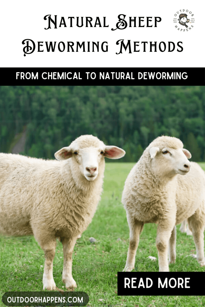 Natural sheep deworming methods.