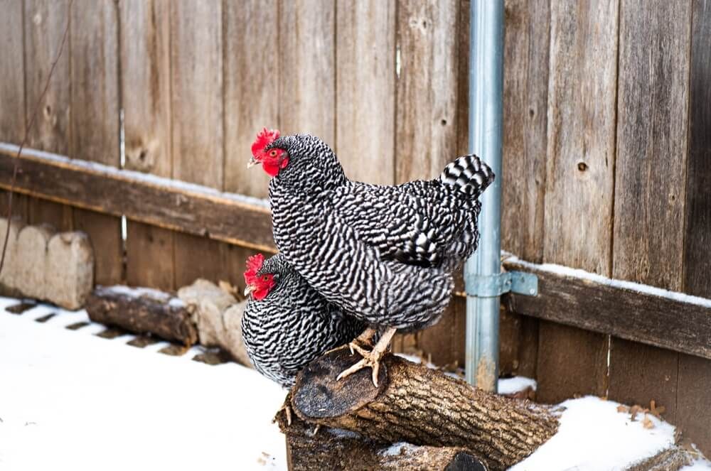 Plymouth Barred Rock chickens roosting on a log to avoid the snowy ground.