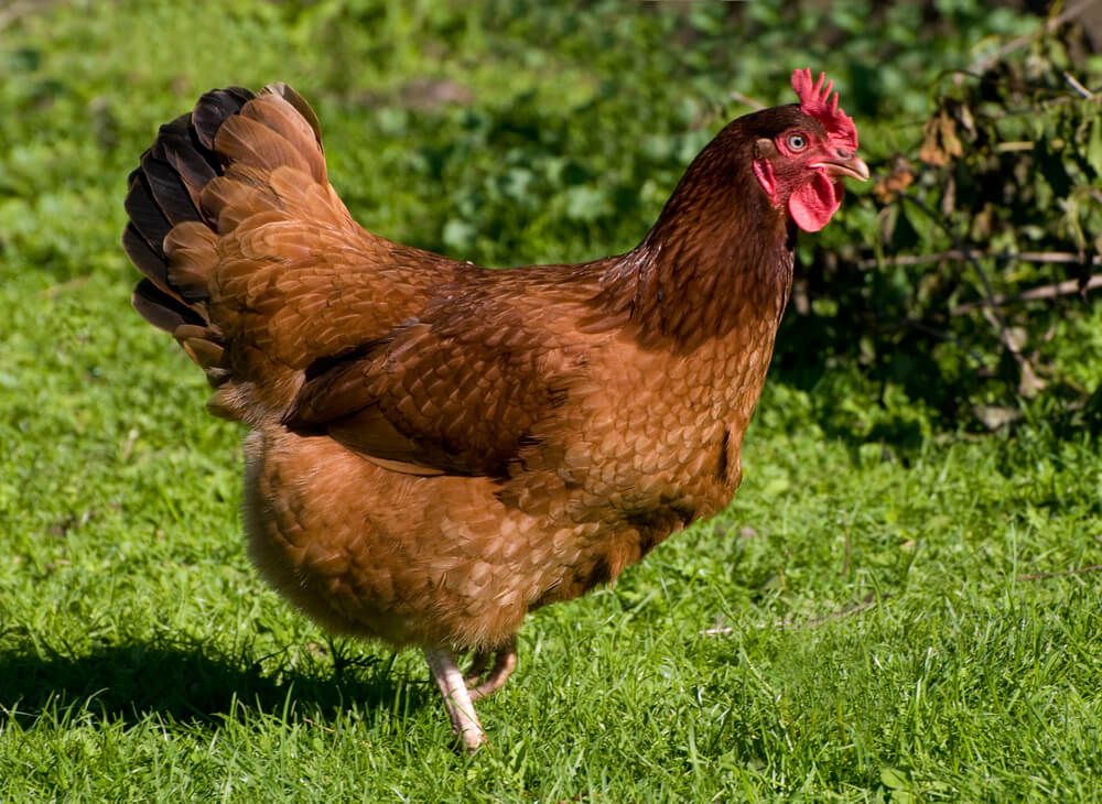 Rhode Island Red hen foraging for breakfast in a green grassy meadow.