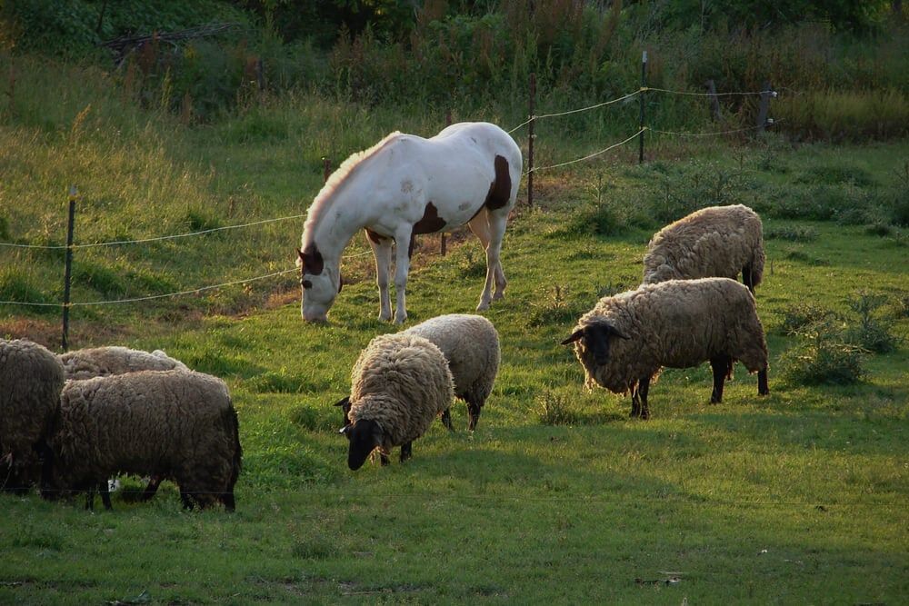 Sheep grazing and sharing the paddock with a horse.
