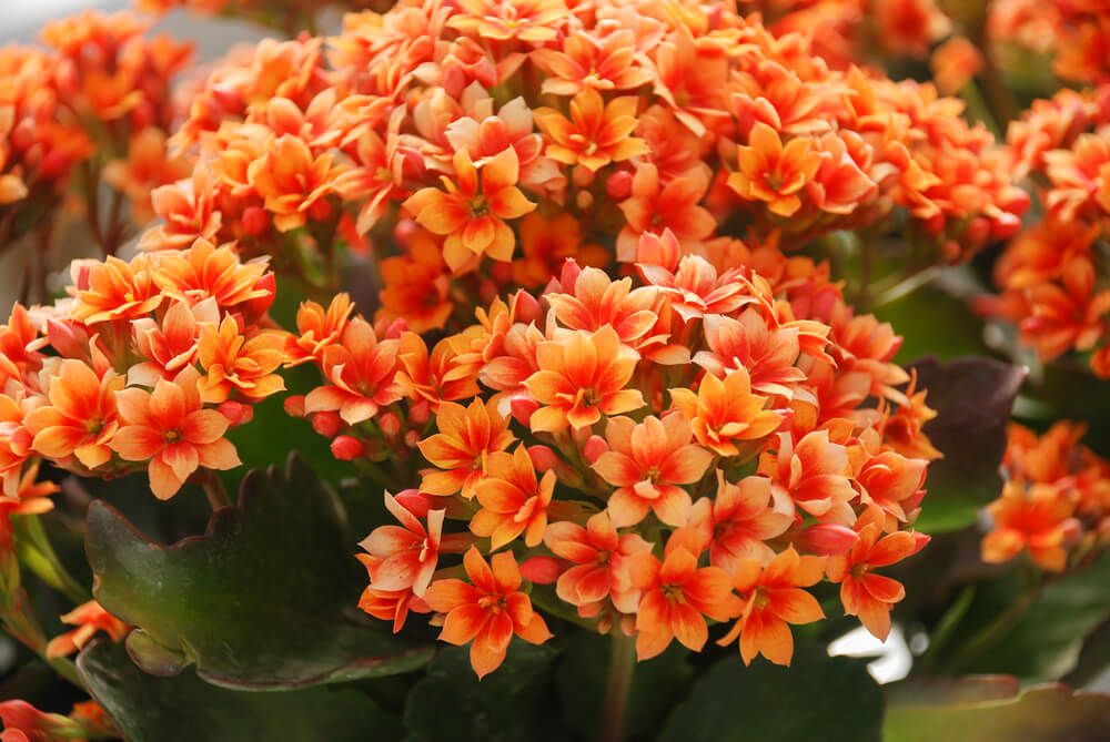 Spectacular kalanchoe succulents blooming with bright colors.
