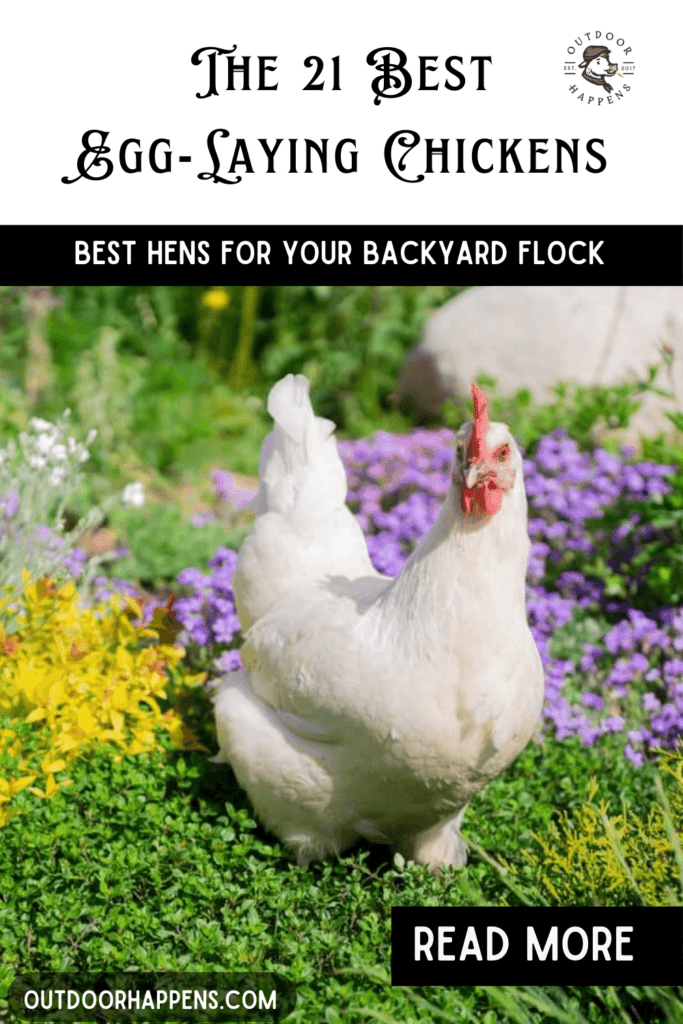 The 21 best egg-laying chickens.