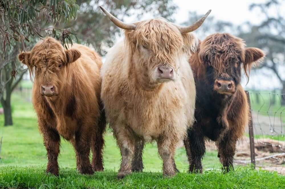 Three epic Highland cows on a lovely green pasture.