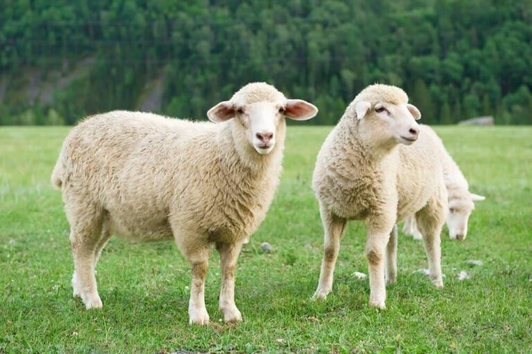 Transitioning From Chemical To Natural Worming In Sheep – A Comprehensive Guide