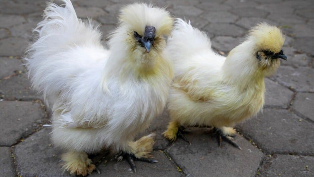 Two adorable and fluffy Silkie chickens.
