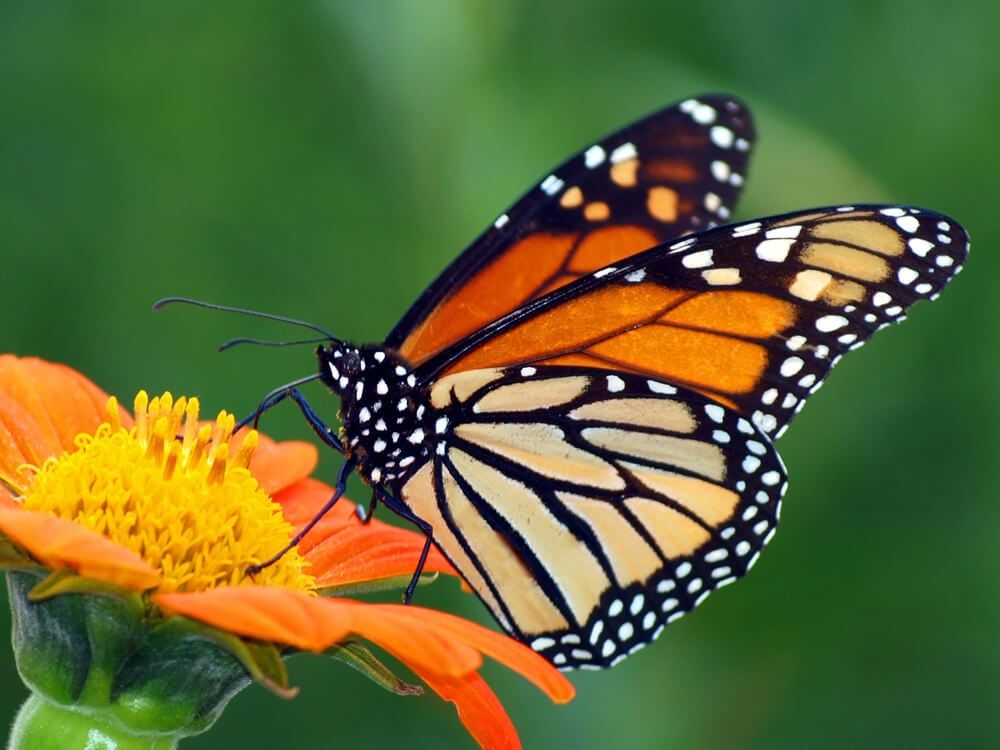 A lovely Monarch butterfly visiting an orange garden flower.