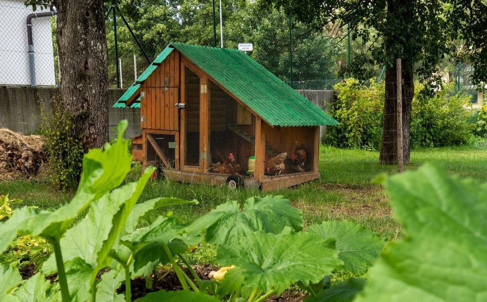 Backyard chicken coop in the vegetable garden.