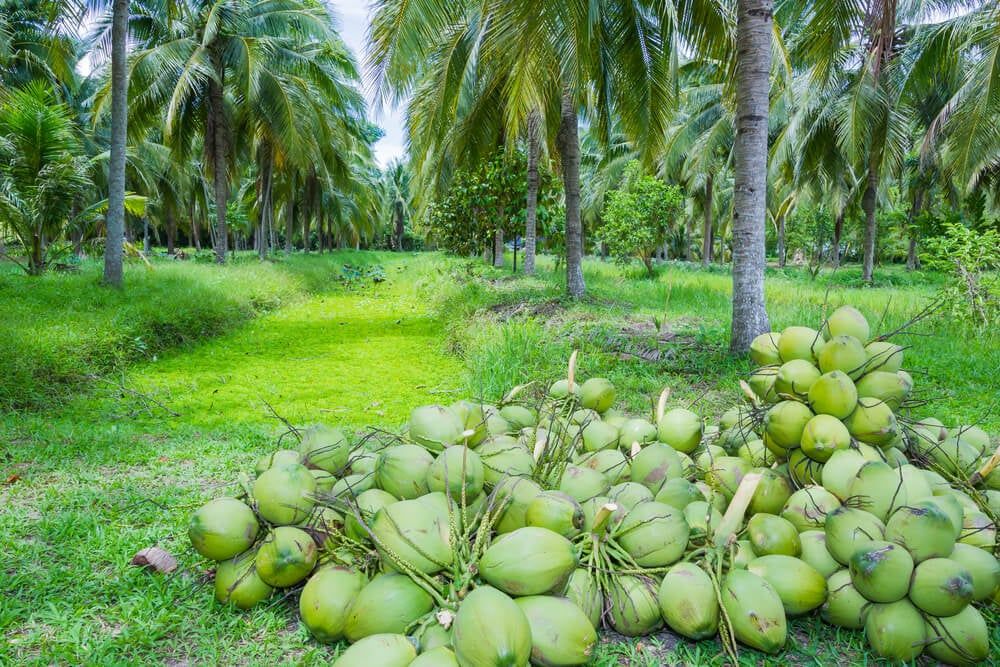 Fresh coconuts growing in a loose coconut tree circle.