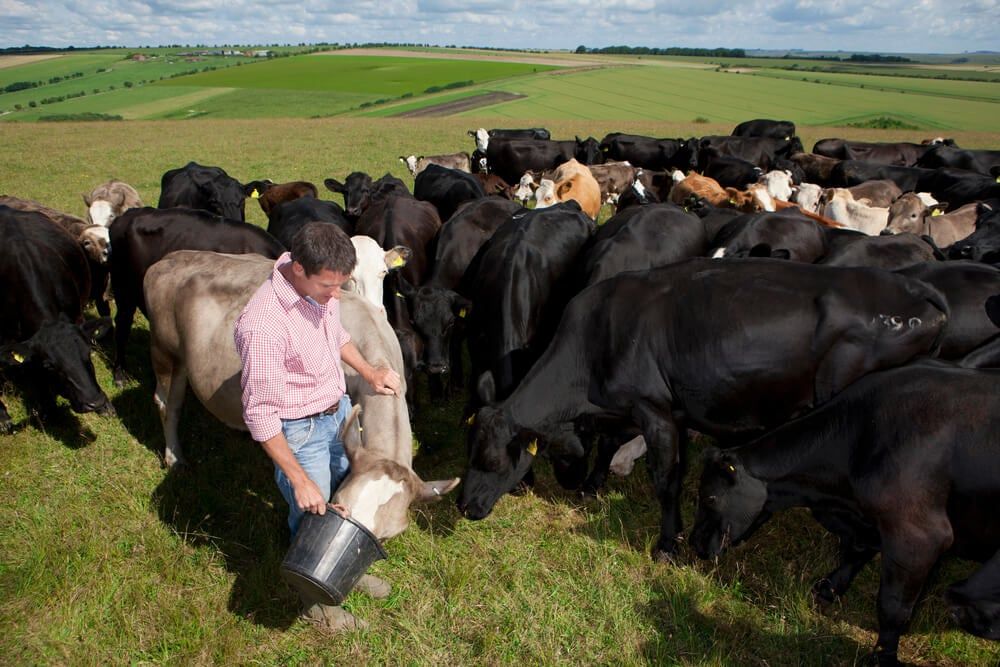 Happy farmer feeding a small cow herd in a green field.