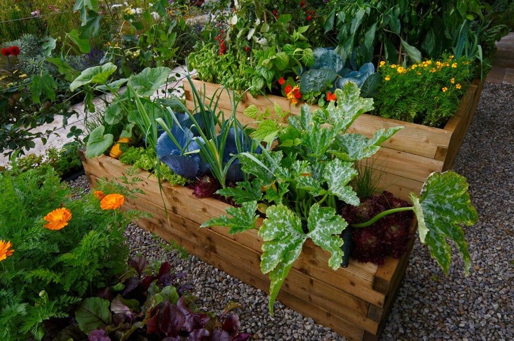 Lovely raised garden bed stuffed with organic plants and veggies.