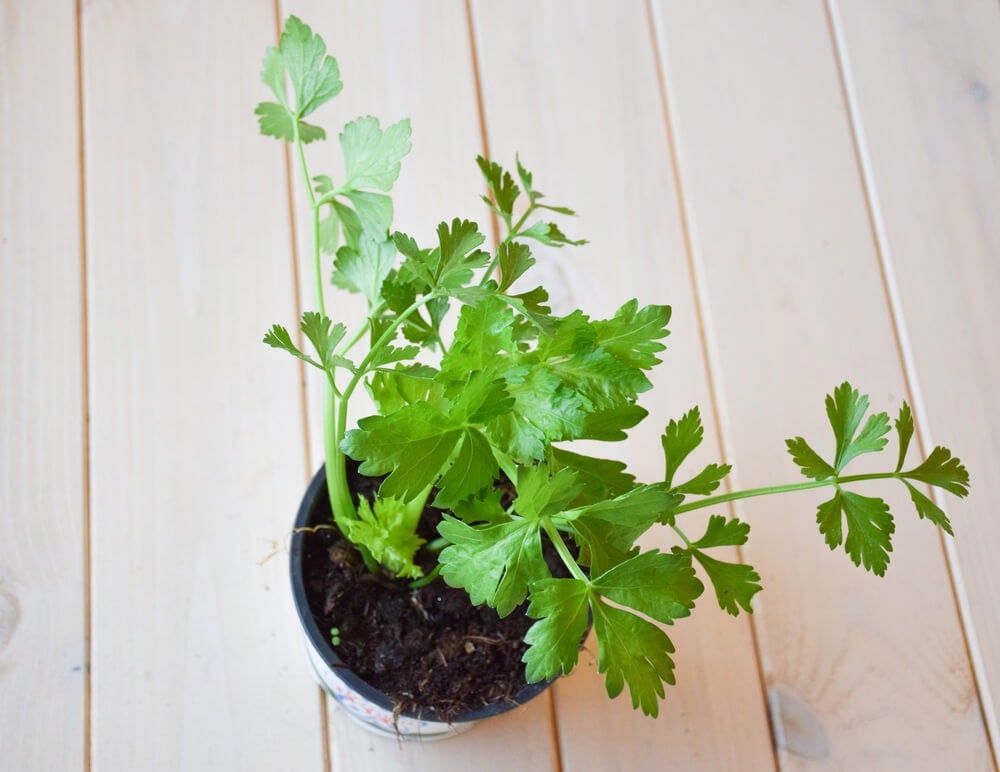 Organic celery plant with lush green leaves growing in a pot.