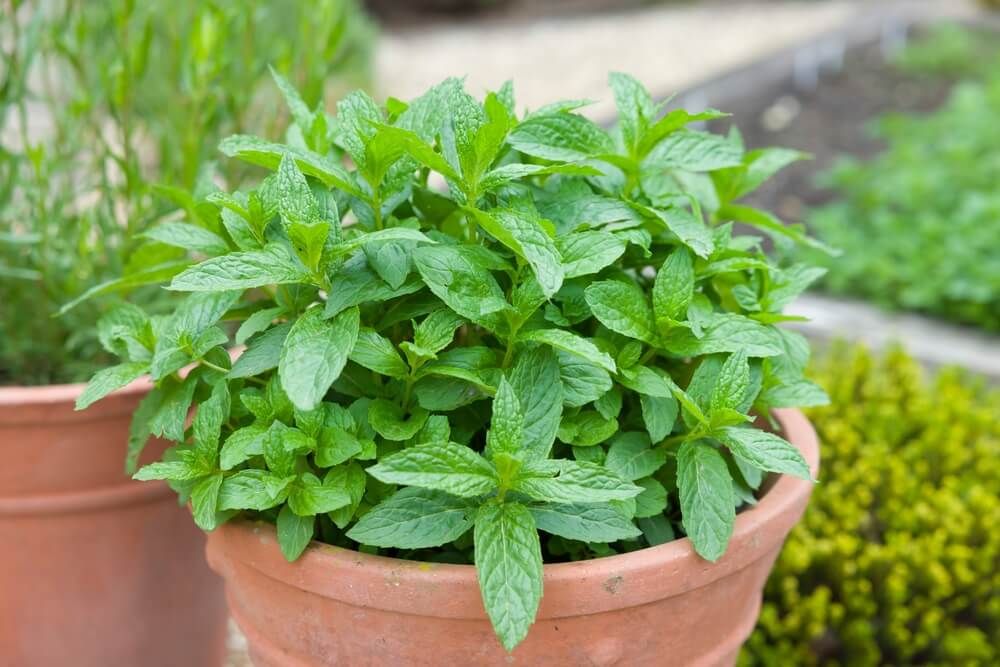 Potted mint plants growing in the backyard garden.
