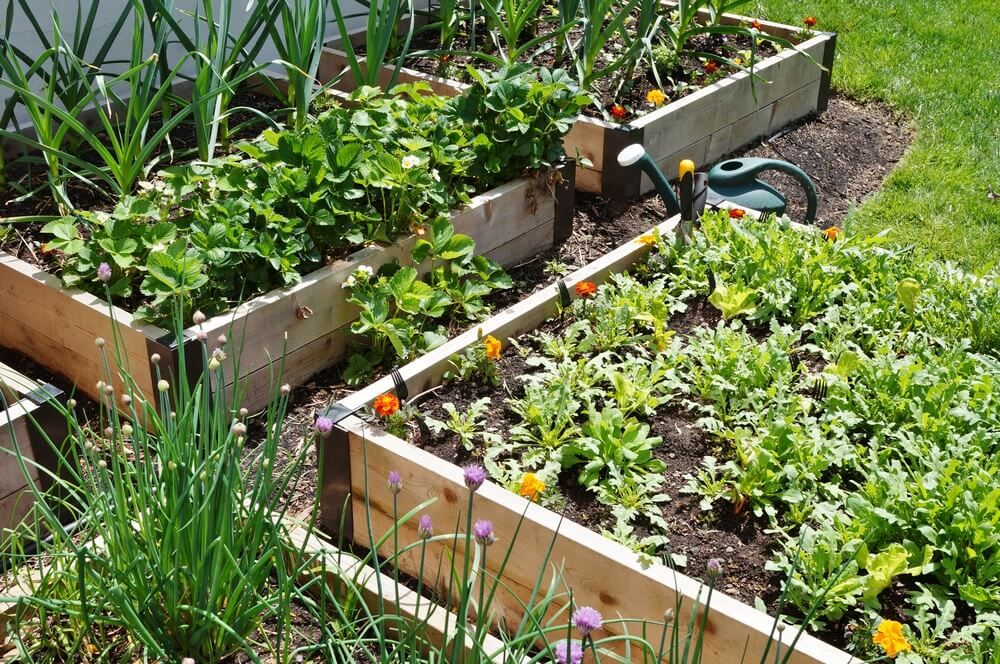 Raised bed with pretty flowers and backyard vegetables.