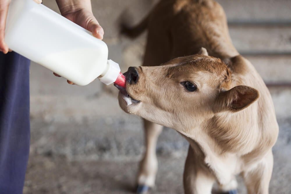 Adorable young cow drinking milk replacer from a bottle.