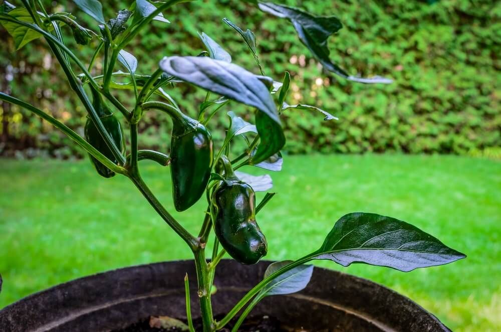 Dark green jalapeno peppers growing in the backyard.