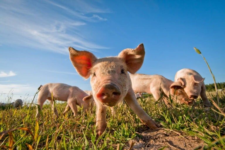 How To Feed Pigs Cheaply: 37 Cost-Saving Strategies For Thrifty Farmers